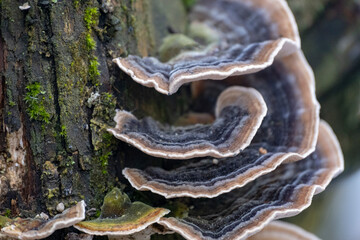 Close up of Trametes versicolor aka Turkey Tails