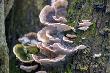 Close up of Trametes versicolor aka Turkey Tails