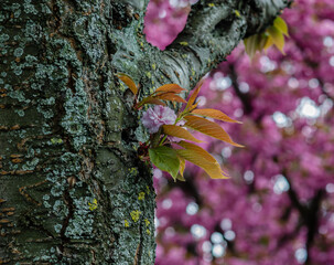branch of cherry blossoms stunning breath of spring