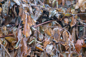 background with wet withered leaves in winter