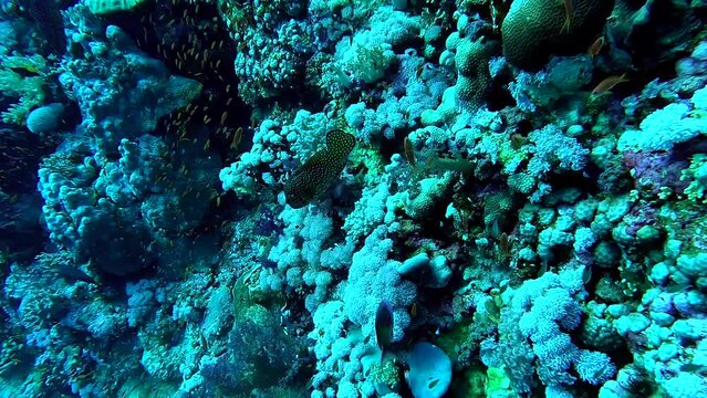 Egypt Red Sea - BDE - Beautiful video of fishes swimming arond corals in a tropical sea