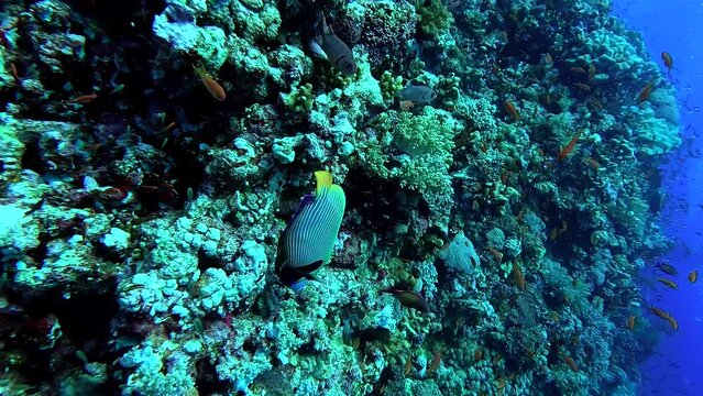 Beautiful and colorful fish swimming next to a reef full of corals in a tropical sea - Egypt Red Sea - BDE