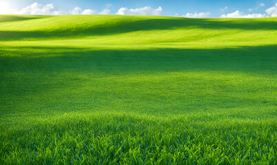 Fototapeta premium Wide lawn trimmed with precision under a blue sunny sky