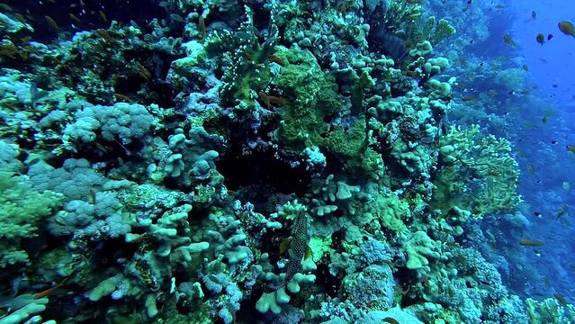 Beautiful video of fishes swimming arond corals in a tropical sea - Egypt Red Sea - BDE