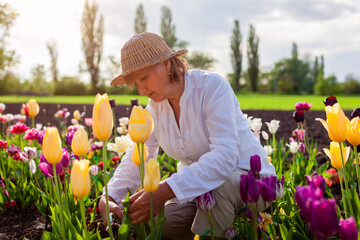 Senior gardener picking tulips flowers in spring garden. Retired woman cutting stem with pruner....