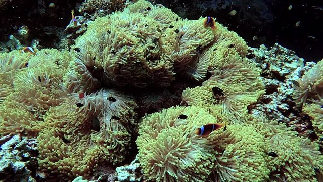 Clownfish swimming in an anemone in a tropical sea Egypt Red Sea - BDE
