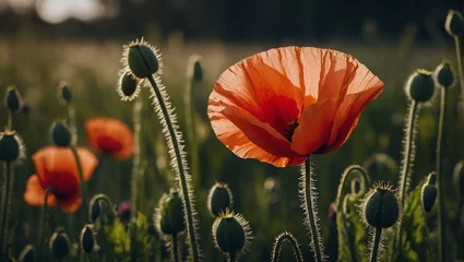 Foto op Plexiglas poppy flowers in the field © Shafiq