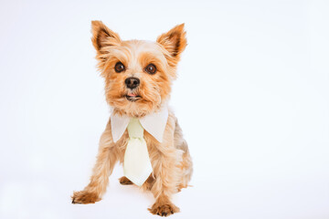 Yorkshire Terrier mit Krawatte