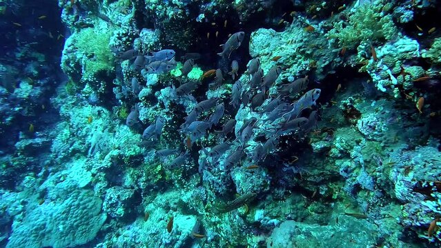 Fish bank swimming next to a reef full of corals in a tropical sea - Egypt Red Sea - BDE