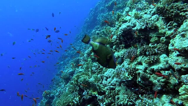 Beautiful triggerfish eating some coral in a tropical sea - Egypt Red Sea - BDE