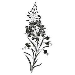 Willow herb. Fireweed. Hand drawn  botanical illustration on white. Vector graphic flower, silhouette design. Perfect for packaging tea, greeting card, medicine plant.