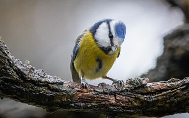 Eurasian blue tit sits on the branch and looks towards the camera lens. Bird with blue head and blue wings and yellow stomach and chest. blue and yellow plumage and a black stripe through its eyes.