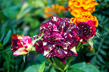 red rose bush in the park, floral natural background