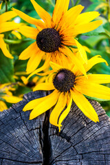 rudbeckia yellow flower in garden, autumnal floral background 