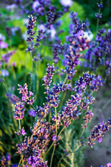 lavender blue flower in garden, autumnal floral background 