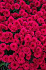 garden red aster flowers, autumnal floral background