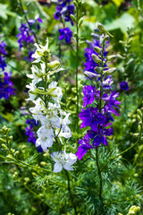 spring blue wild flowers and green foliage,  gentle natural background with vegetation