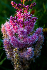 Astilbe flower in garden, autumnal floral background 