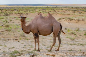 One Bactrian camel on the desert walking brown