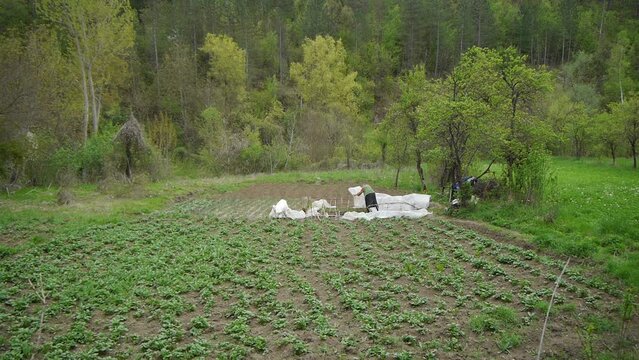 Wide view of a garden in an old Serbian village. A very old woman cultivates the garden in early spring, planting onions and peppers