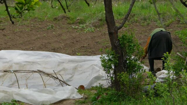 Close-up of a very old woman, shown from behind, cultivating a garden in early spring, planting onions and peppers in the old village of Staro Korito in Eastern Serbia