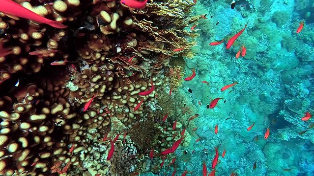 Swimming above corals and among little goldfish in a tropical sea - Egypt Red Sea - BDE