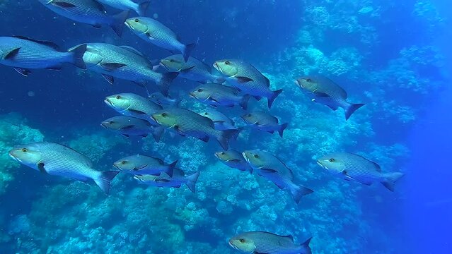 Looking at a fish bank swimming next to the reef in a tropical sea - Egypt Red Sea - BDE