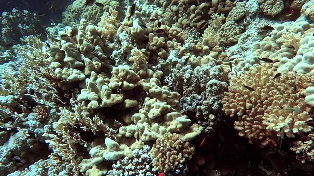 Egypt Red Sea - BDE - Looking at corals and little fish in a tropical sea