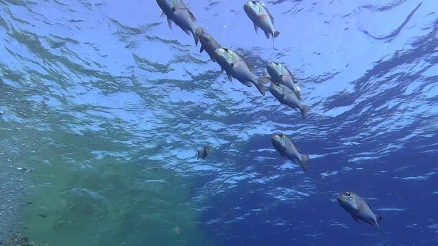 Egypt Red Sea - BDE - Looking at a fish bank swimming next to the surface in a tropical sea