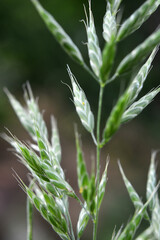 Cereal grass bromus grows in nature