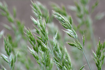 Obraz premium Cereal grass bromus grows in nature