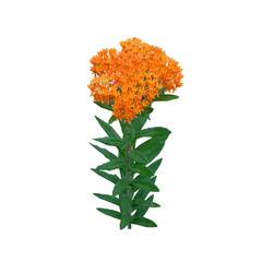 Asclepias tuberosa | Butterfly Milkweed | Native North American Prairie Wildflower Isolated 
