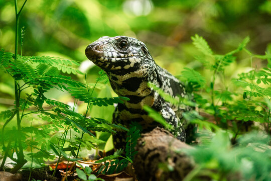 Teju-a&ccedil;&uacute;, Fernando de Noronha, Pernambuco, Brasil