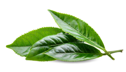 Green tea leaves isolated on white background. Clipping path included.