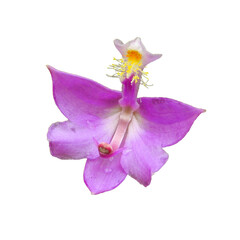 Calopogon tuberosus (Tuberous Grass-pink) Orchid Native North American Wetland Wildflower