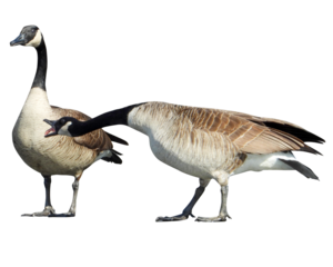 Canada Goose Isolated with Transparent Background