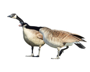Canada Goose Isolated with Transparent Background