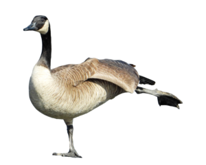 Canada Goose Isolated with Transparent Background