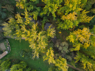 Over the trees with drone in autumn