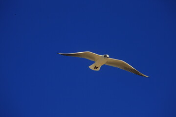 White black-headed gull in flight in front of blue sky