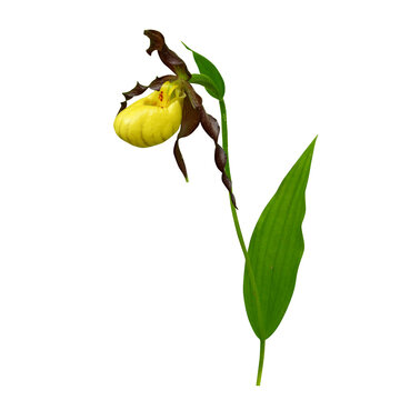 recommend clip art: Cypripedium pubescens (Yellow Lady's Slipper) Native North American Orchid Wildflower