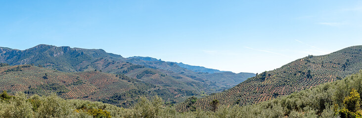 Fototapeta na wymiar land of olive trees, immense olive grove in Jaen, Spain