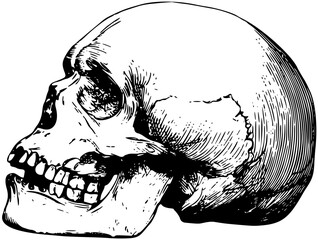 Anatomical Skulls Vector file svg