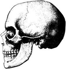 Anatomical Skulls Vector file svg