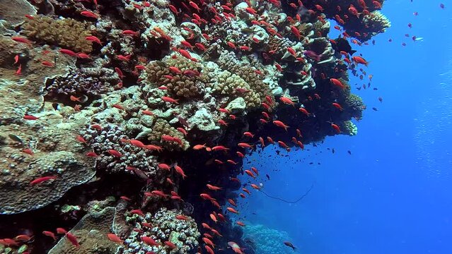 Swimming next to corals full of goldfish in a tropical sea - Egypt Red Sea - BDE