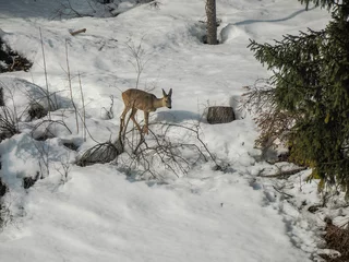 Fototapeten young roe deer looking for food in the snow winter panorama landscape in dolomites mountain © Andrea Izzotti