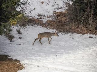 Raamstickers young roe deer looking for food in the snow winter panorama landscape in dolomites mountain © Andrea Izzotti