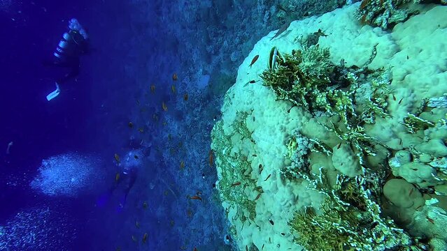 View from above of divers swimming among corals in a tropical sea - Egypt Red Sea - BDE
