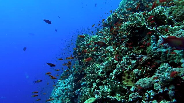 Colorful fish and beautiful coral in a tropical sea - Egypt Red Sea - BDE