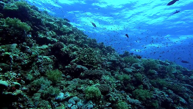 View from below of a reef full of fishes with the surface in background - Egypt Red Sea - BDE